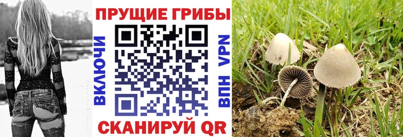 Купить где  Красноуральск  Псилоцибиновые грибы Magic Shrooms 